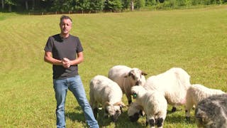 Psalm 23 (1/4)