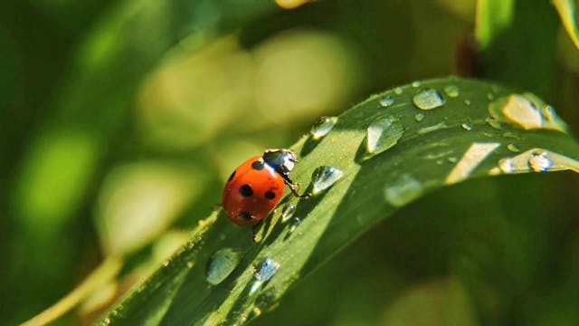 Was sagt die Bibel über diese Welt?